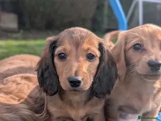 Miniature Dachshund dogs KC registered longhaired miniature dachshunds - Advert 15