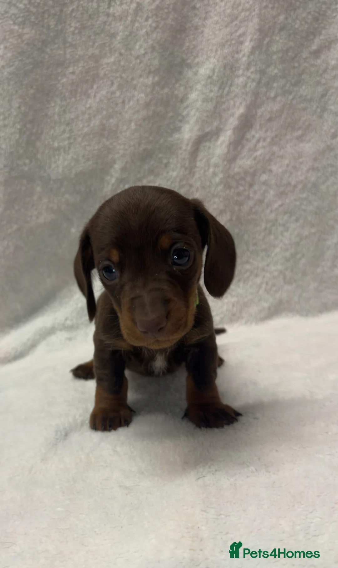 Dachshund dogs for sale: Kennel Club Registered & Health Tested - Advert 12
