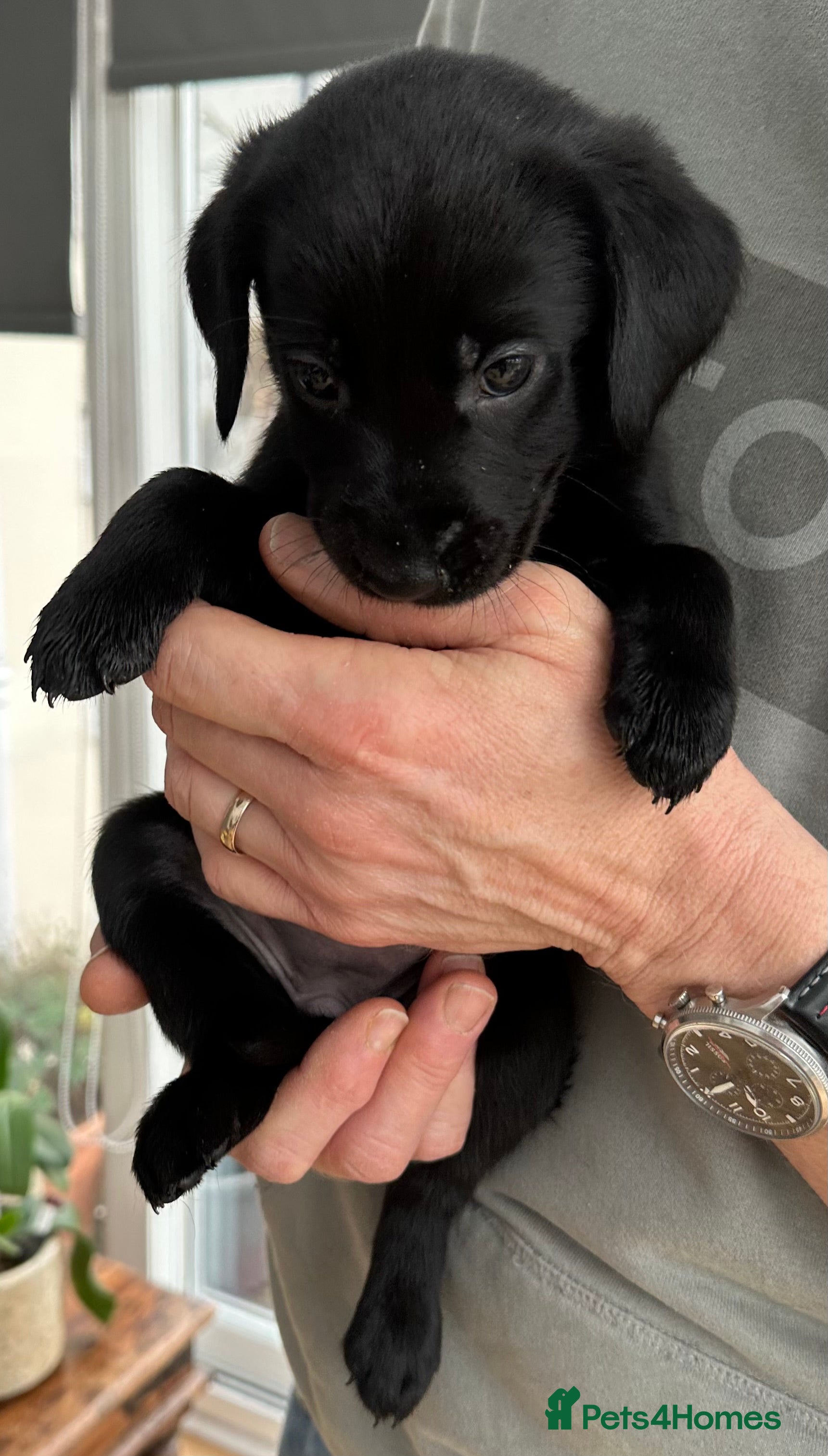 Labrador Retriever dogs Beautiful kc reg black labradors - Advert 9