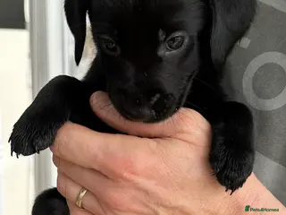 Labrador Retriever dogs Beautiful kc reg black labradors - Advert 2