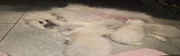Pomeranian dogs for sale: Gorgeous white fluffy pomeranians in Preston - Advert 11