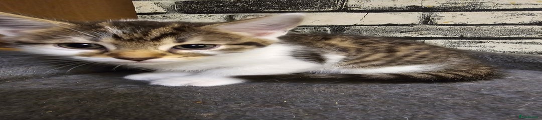 Mixed Breed Kitten 1