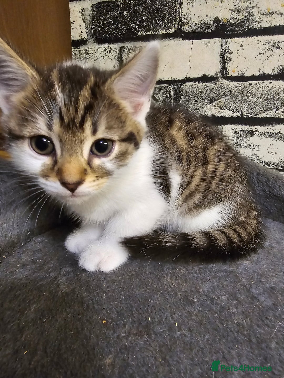 Mixed Breed cats for sale: Domestic kittens forsale - Image 15