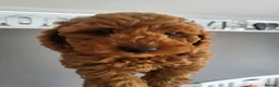 Cockapoo dogs for sale: F1b Show type cockapoos  - Advert 8