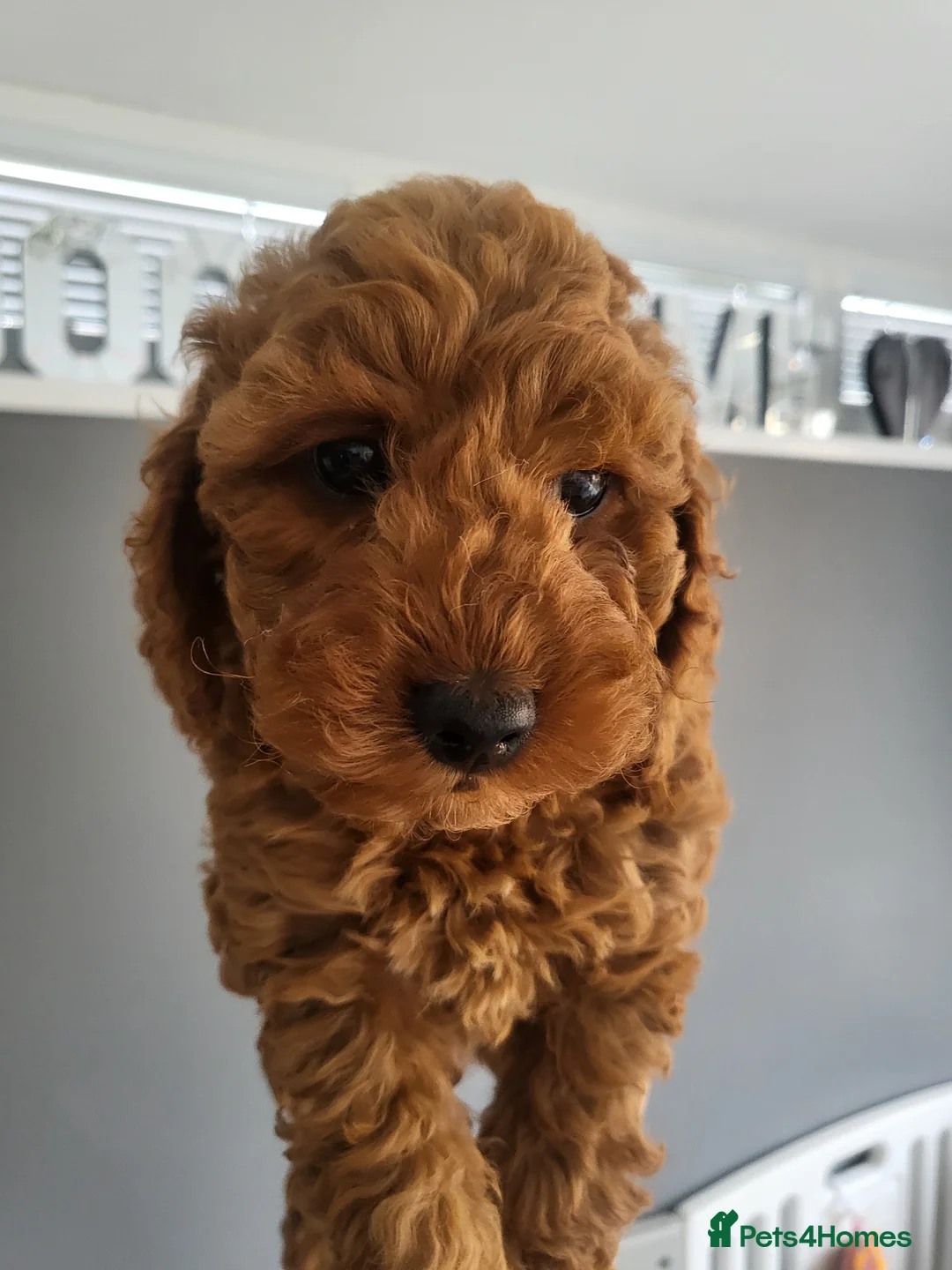Cockapoo dogs for sale: F1b Show type cockapoos  - Advert 8