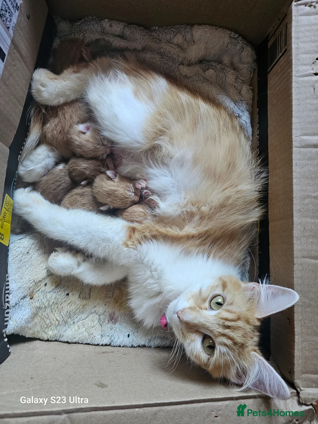 Mixed Breed cats for sale: 5 beautiful ginger babies - Advert 4