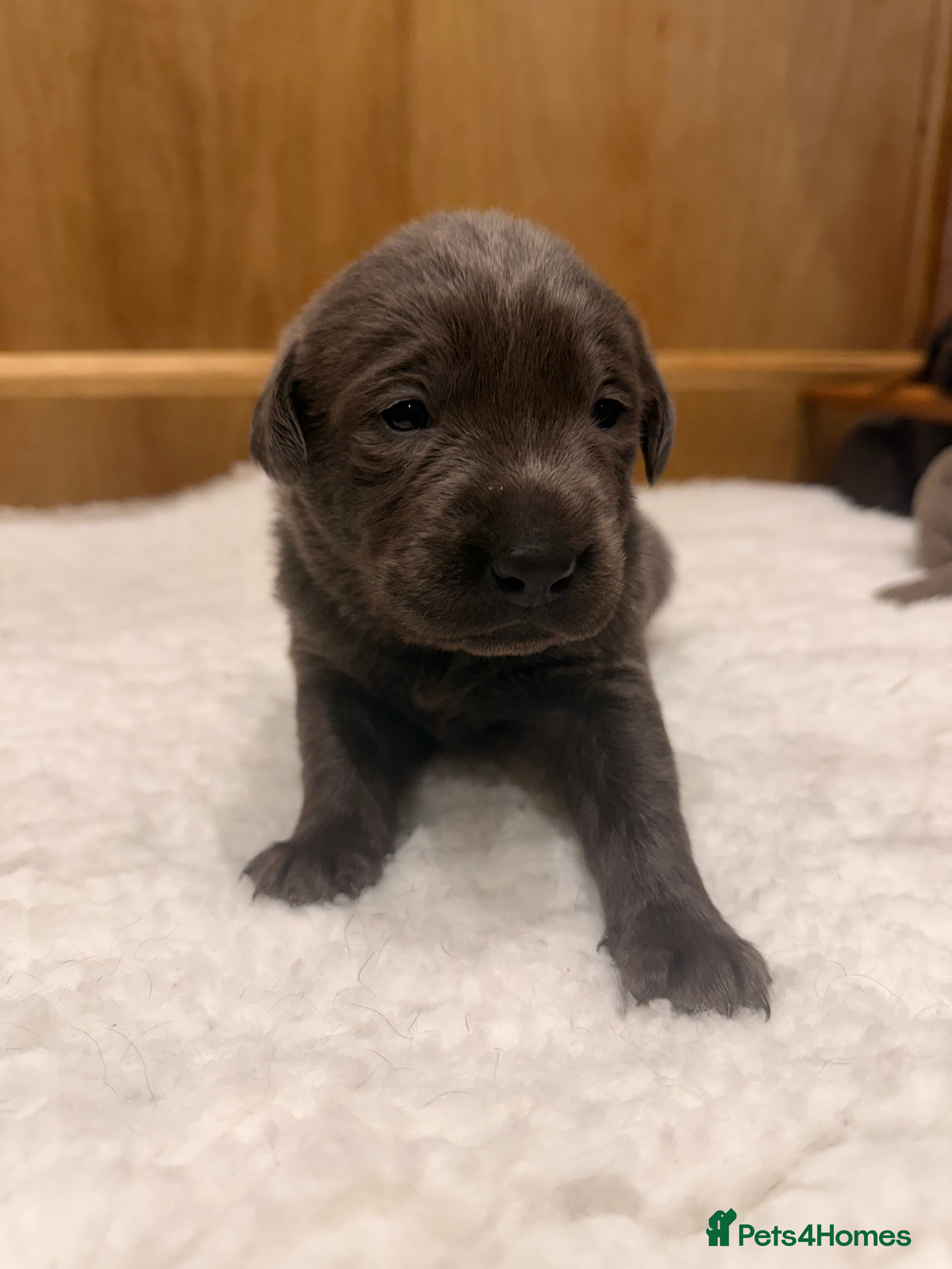 Labrador Retriever dogs Charcoal/silver Labrador puppies  - Advert 1
