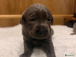 Labrador Retriever dogs Charcoal/silver Labrador puppies - Advert 17