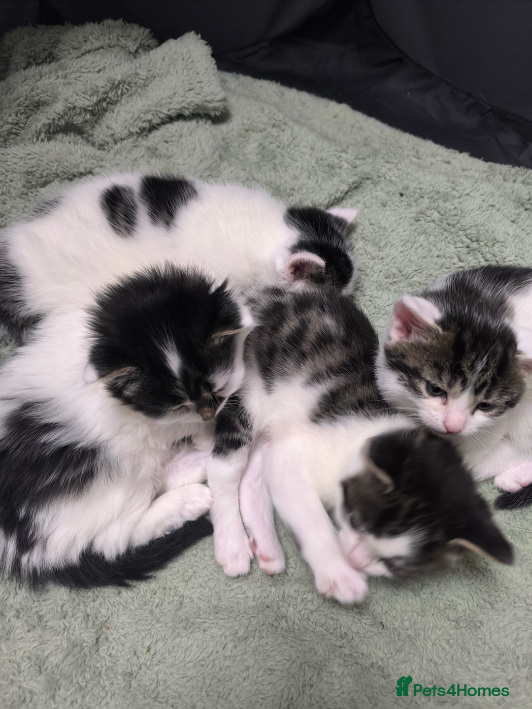 Mixed Breed cats for sale: Beautiful kittens are looking for a new family. - Advert 6
