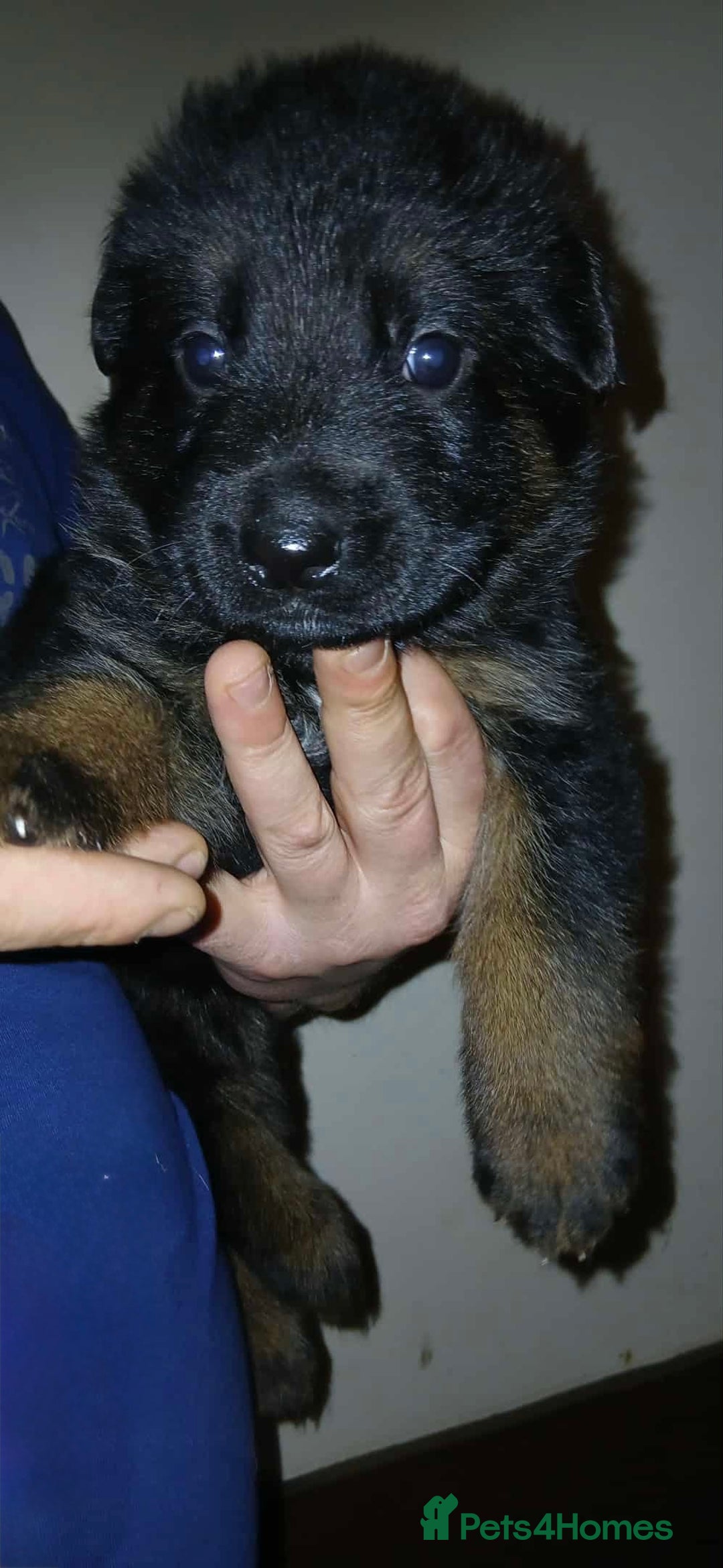German Shepherd dogs for sale: Adorable German Shepherd Puppies  - Image 2