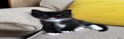 Maine Coon cats for sale: 5 Maine Coon kittens looking for their homes 🐾 - Advert 18