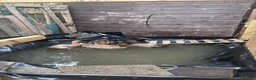 Ducks poultry for sale: 5 khaki Campbell ducks  in Letchworth Garden City - Advert 2