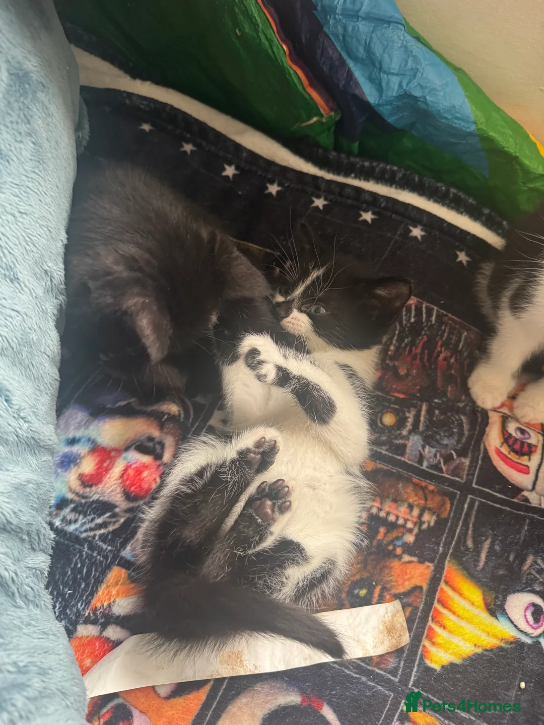 Domestic Shorthair cats for sale: 2 males 1 female kittens 8 weeks old 21/02/26  - Advert 7