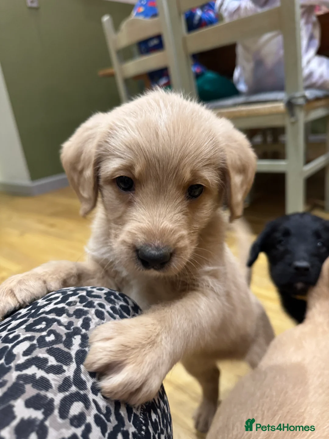 Labradoodle dogs for sale: Labradoodle F1 Puppies Health Tested Parents   - Advert 28