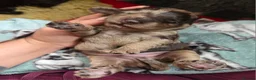Cockapoo dogs for sale: Multigen Chocolate Merle Cockapoo Puppies - Advert 27