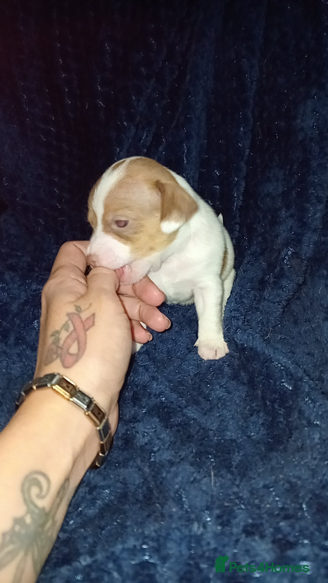 Patterjack dogs for sale: Patterjack/jackrussel - Image 14
