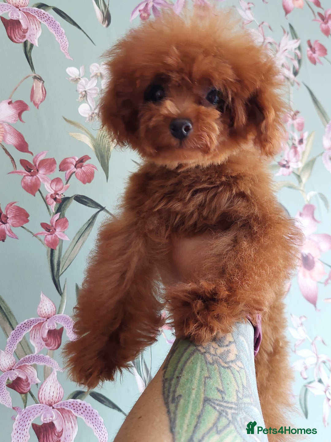 Toy Poodle dogs for sale: Asian toy poodle  in Hull - Image 10