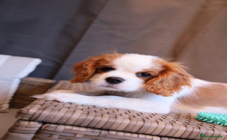 Cavalier King Charles Spaniel dogs - Advert 8