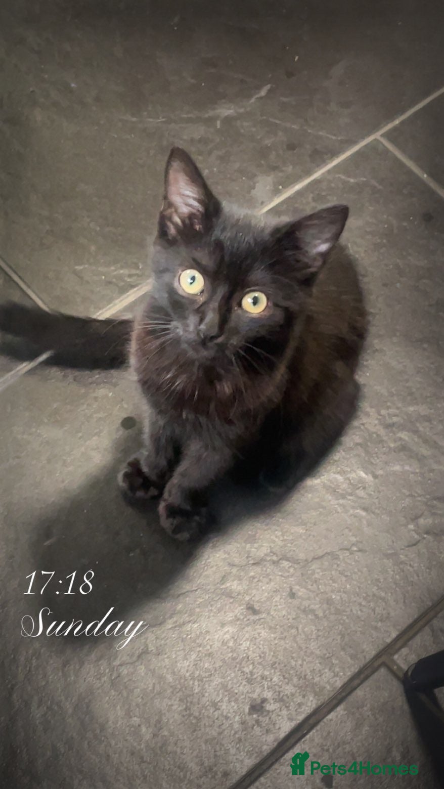 Mixed Breed cats Sweet black kitten - ready for a loving home - Advert 1