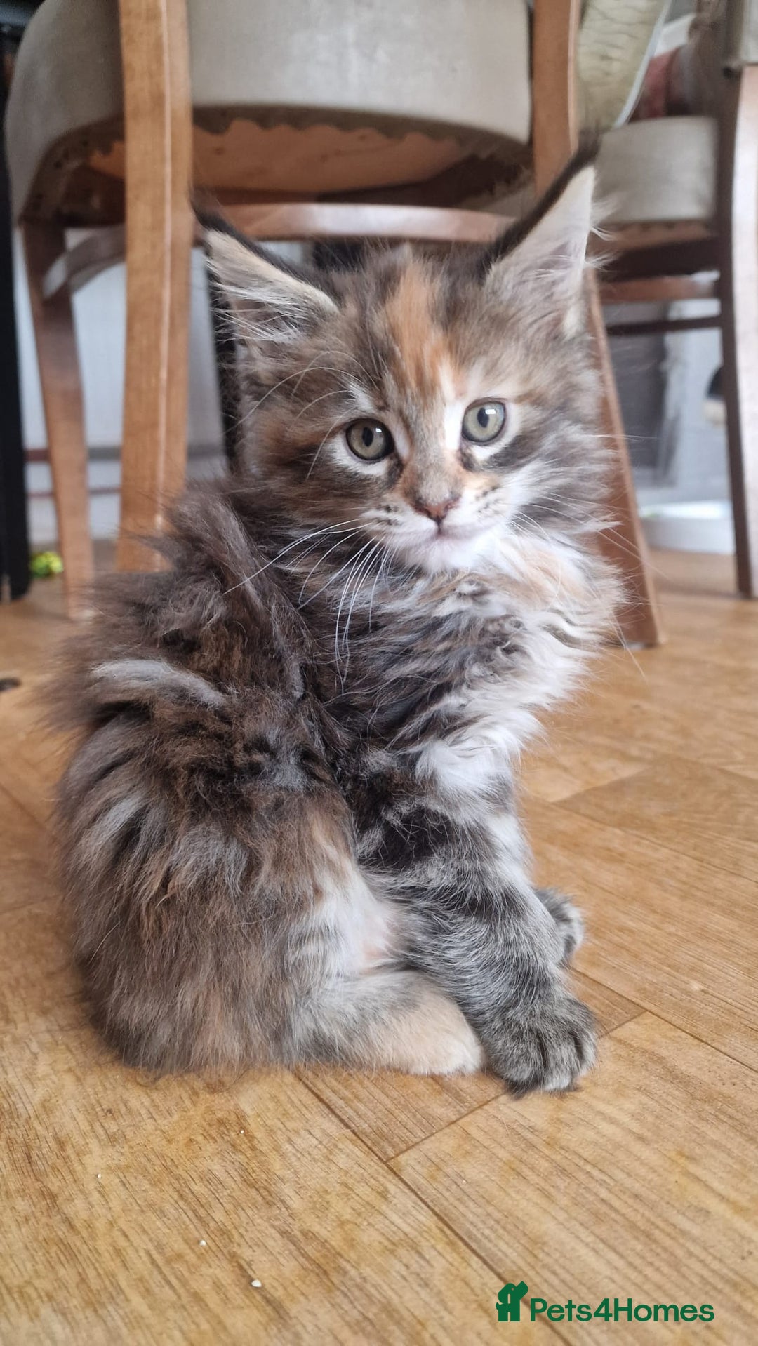 Maine Coon cats for sale: Maine coon kittens - Image 11