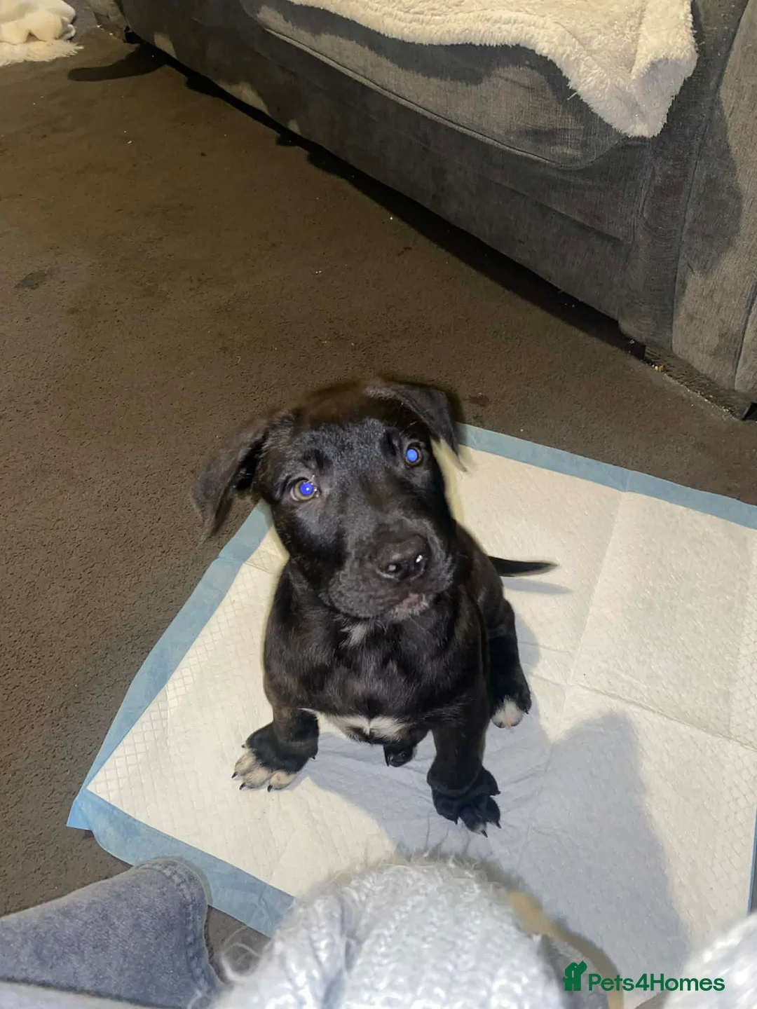 Mixed Breed dogs for sale: Male Canecorso/ presa  - Advert 2