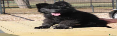 German Shepherd 5