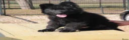 German Shepherd dogs for sale: Guardian German Shepherd puppies. in Swansea - Advert 6