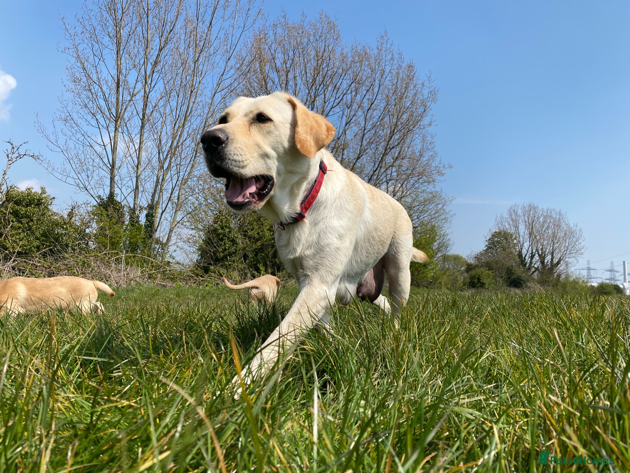 Labrador Retriever dogs for sale: Beautiful litter of Labradors  - Advert 1