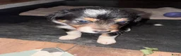 Border Collie dogs for sale: Collie babies - Advert 5