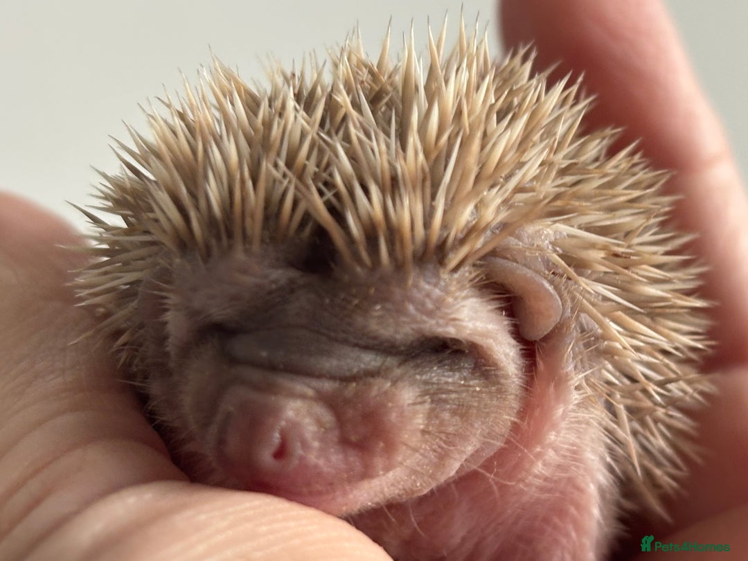 Pygmy Hedgehog rodents for sale: Ethically Bred African Pygmy Hedgehog 2 girls  - Advert 4