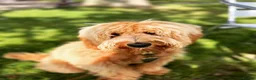 Goldendoodle dogs for sale: WAITING LIST OPEN - AUSSIE DOODLES  - Advert 10