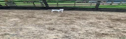 Lurcher dogs for sale: Lurcher pups forsale  in Brecon - Advert 3