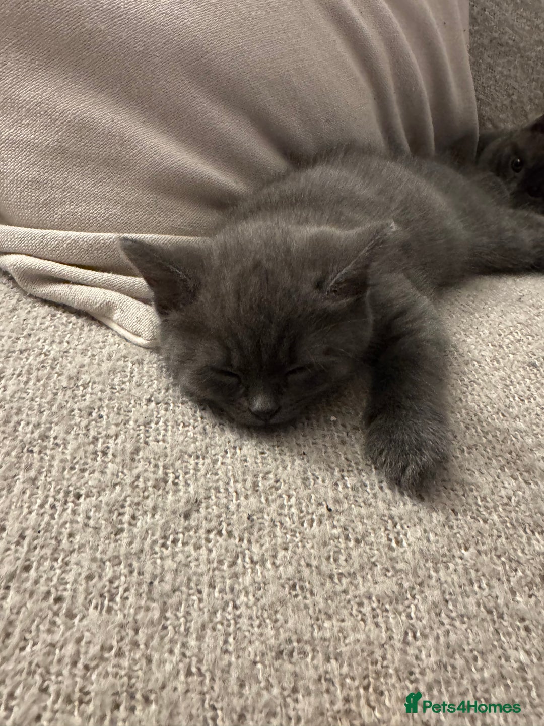 British Shorthair cats for sale: BSH Cross (3/4) Kittens - Advert 4