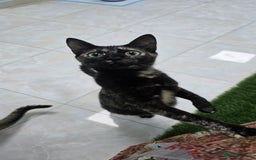 Mixed Breed cats for adoption: [Indoors Only] Lovely & affectionate Cuddlebugs - Image 30
