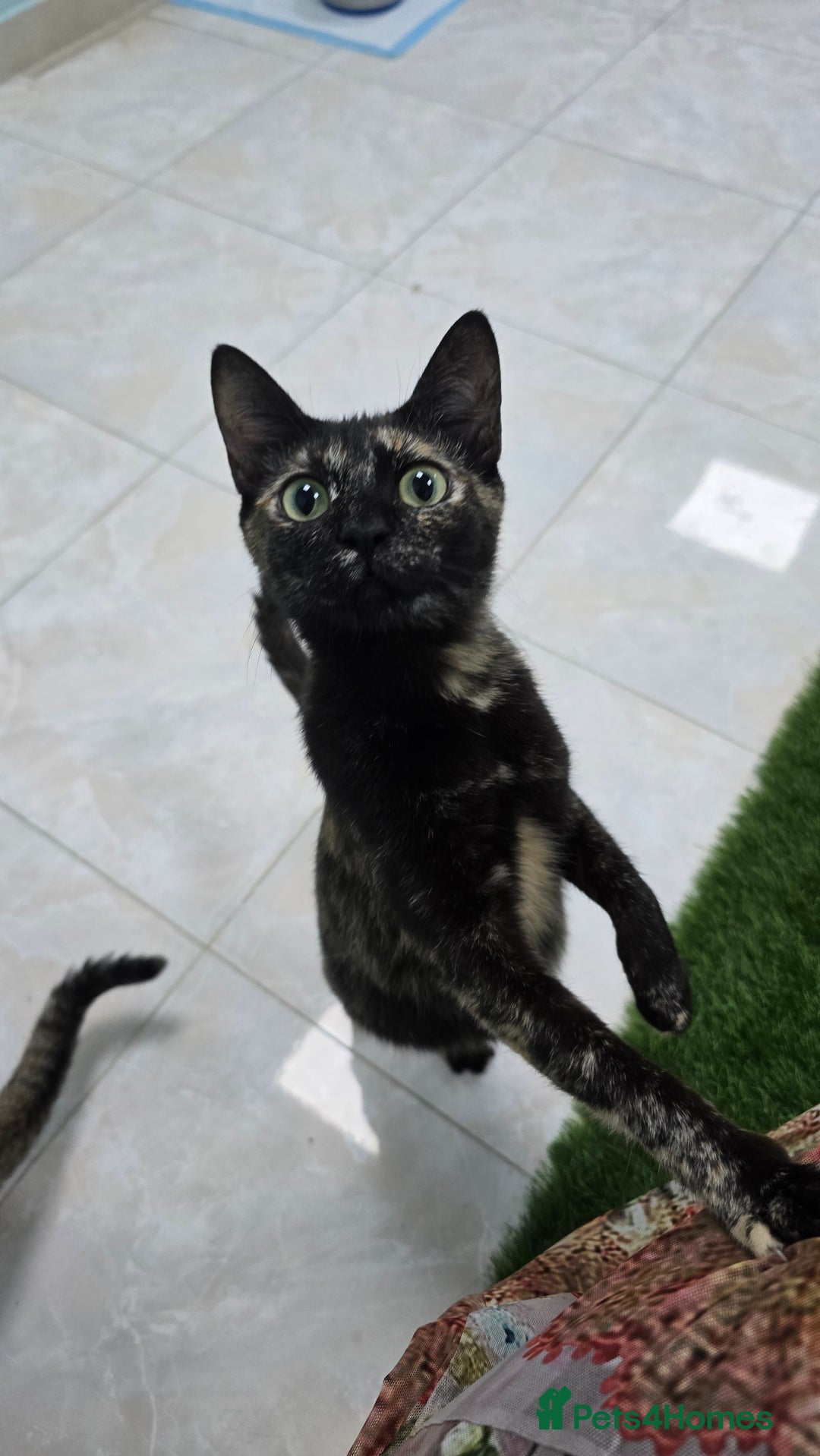 Mixed Breed cats for adoption: [Indoors Only] Lovely & affectionate Cuddlebugs - Image 30