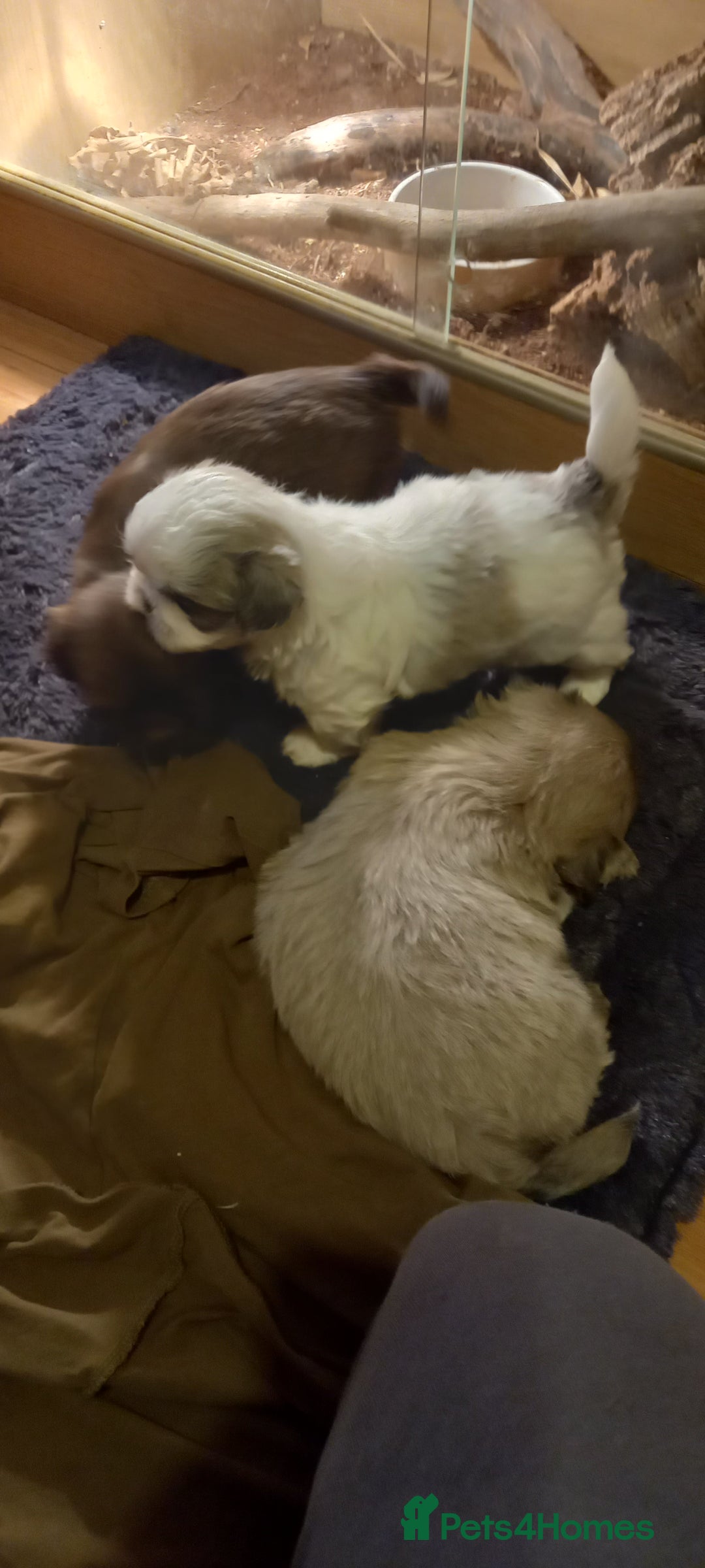 Shih Tzu dogs for sale:  2 Gorgeous male shih tzus - Image 6