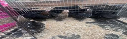 Mixed Breed livestock for sale: Point of lay Pekin hens for sale - read full first - Advert 17