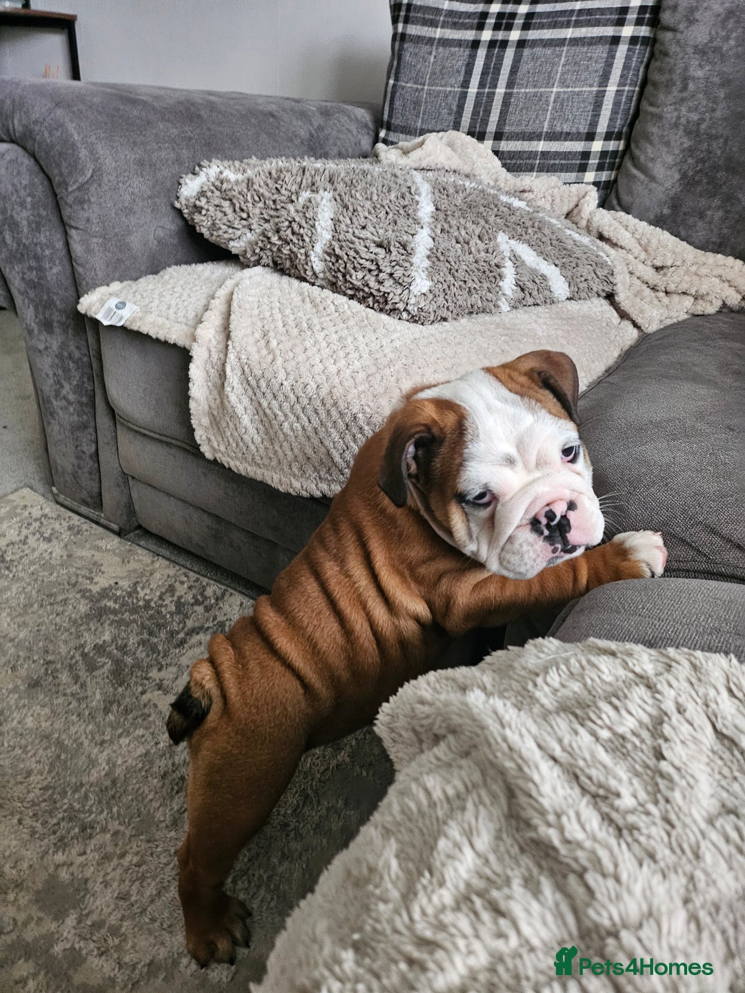 English Bulldog dogs for sale: English Bulldog  - Image 2