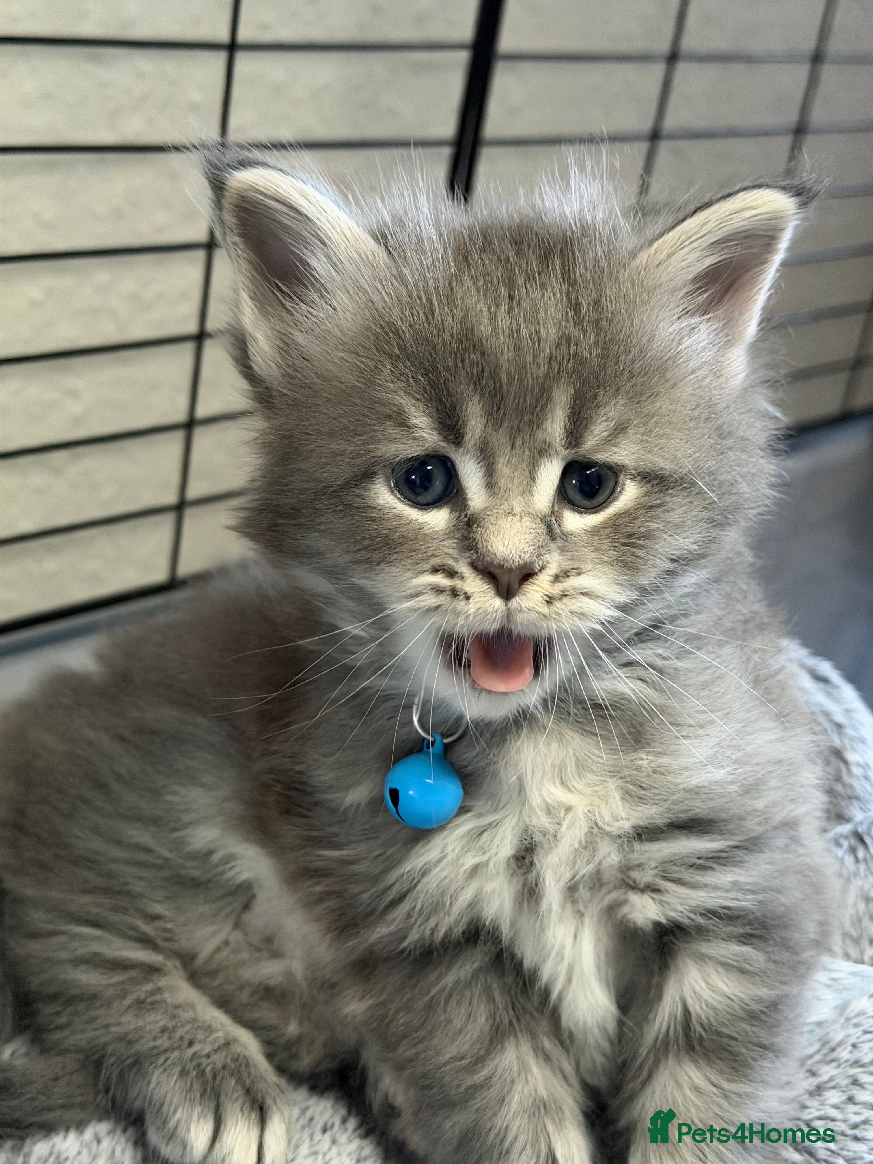 Maine Coon cats 2 Left - Gentle, Playful, Affectionate Maine Coons - Advert 1