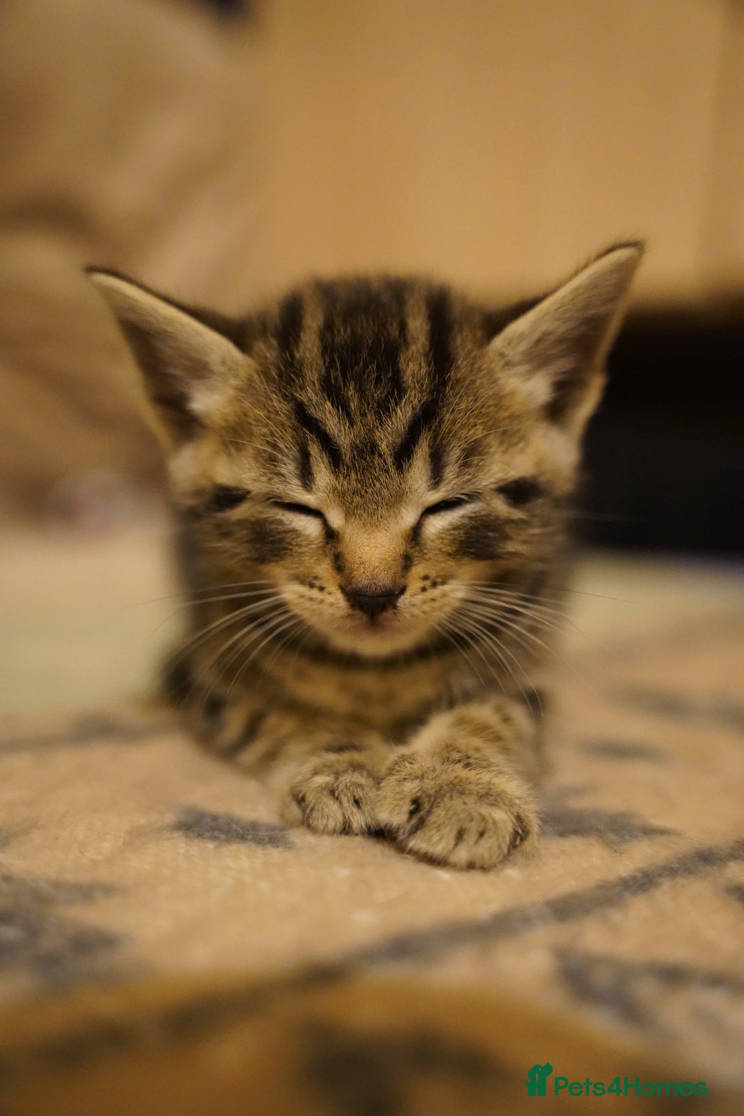 Mixed Breed cats for sale: Mixed breed  - Advert 5