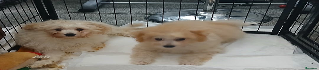 Poochon Puppy 2