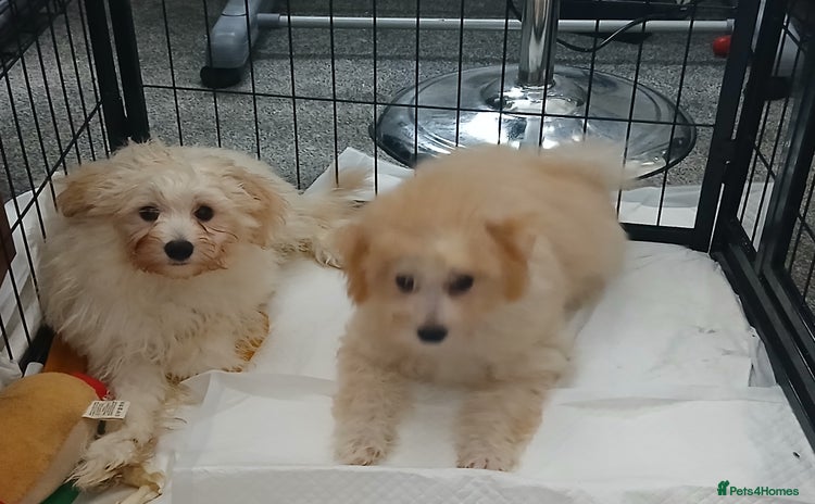 Mixed Breed dogs - Advert 6
