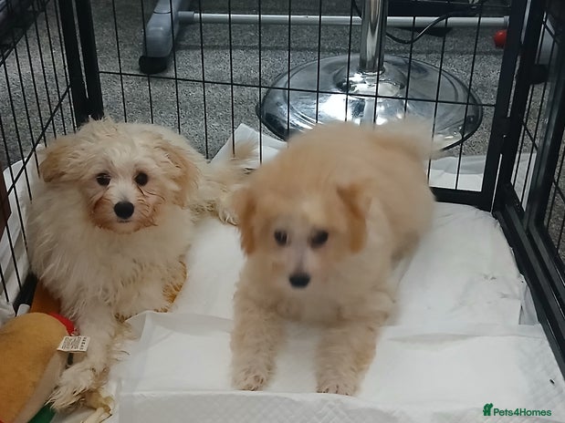 Mixed Breed dogs - Advert 16
