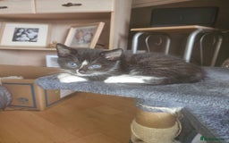British Shorthair cats for sale: Beautiful kittens looking for loving homes  - Image 1