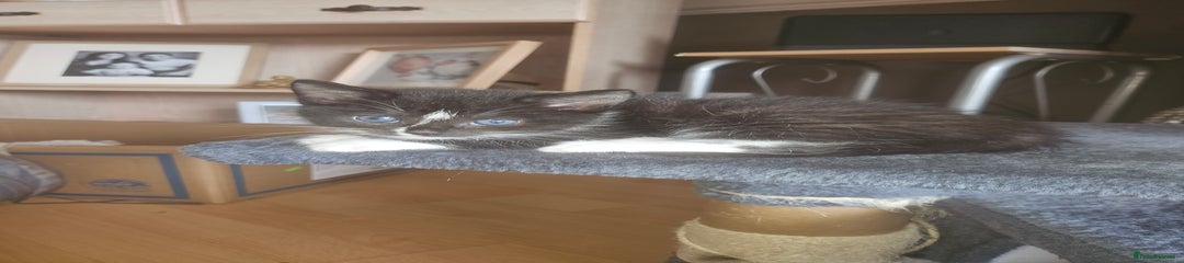 British Shorthair Kitten 1