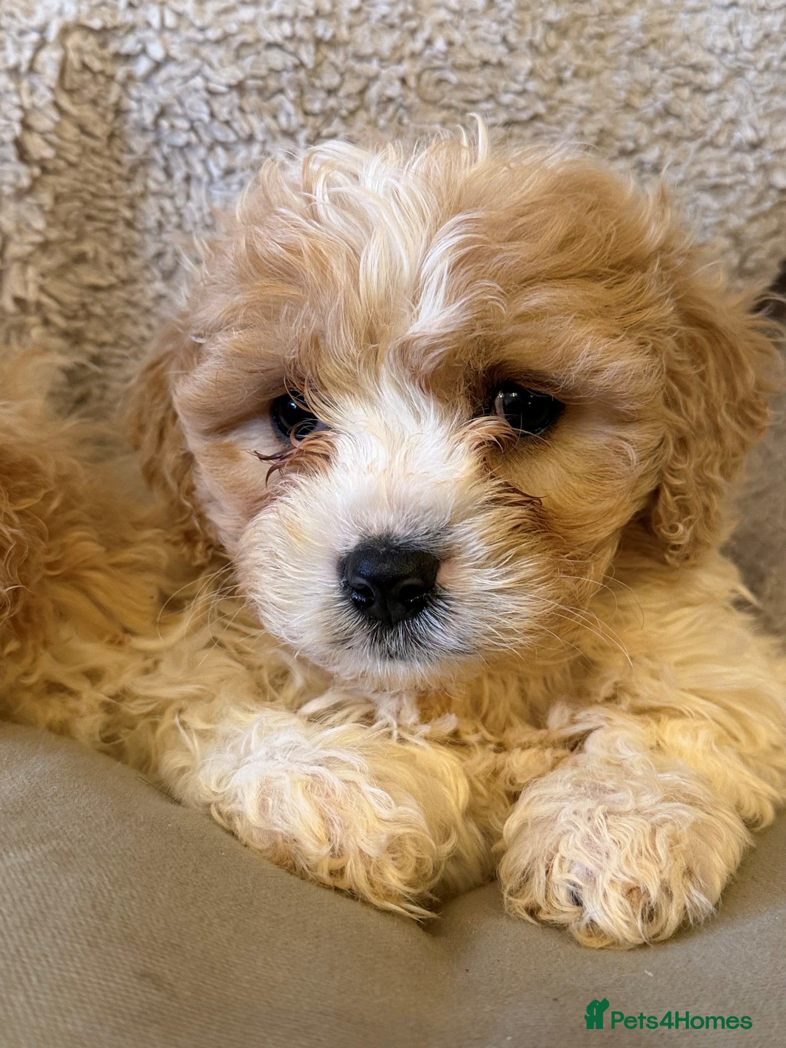 Cavapoo dogs Cavapoo Pups  - Advert 4