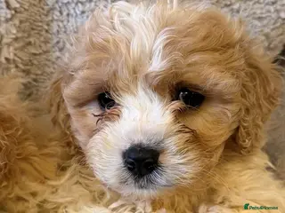 Cavapoo dogs Cavapoo Pups - Advert 4