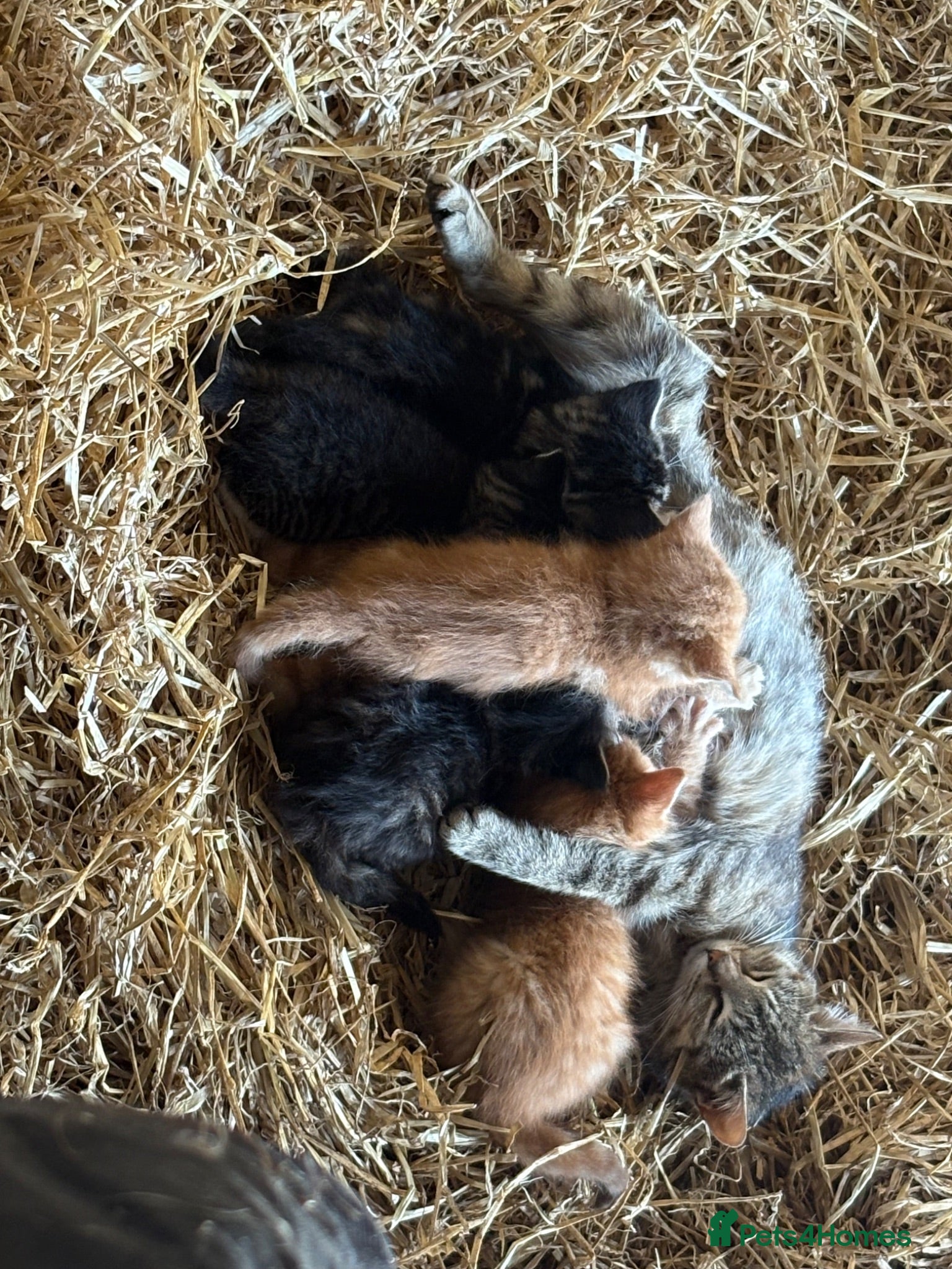 Mixed Breed cats Farm kittens looking for homes  - Advert 3