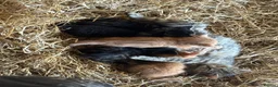 Mixed Breed cats for sale: Farm kittens looking for homes  - Advert 1