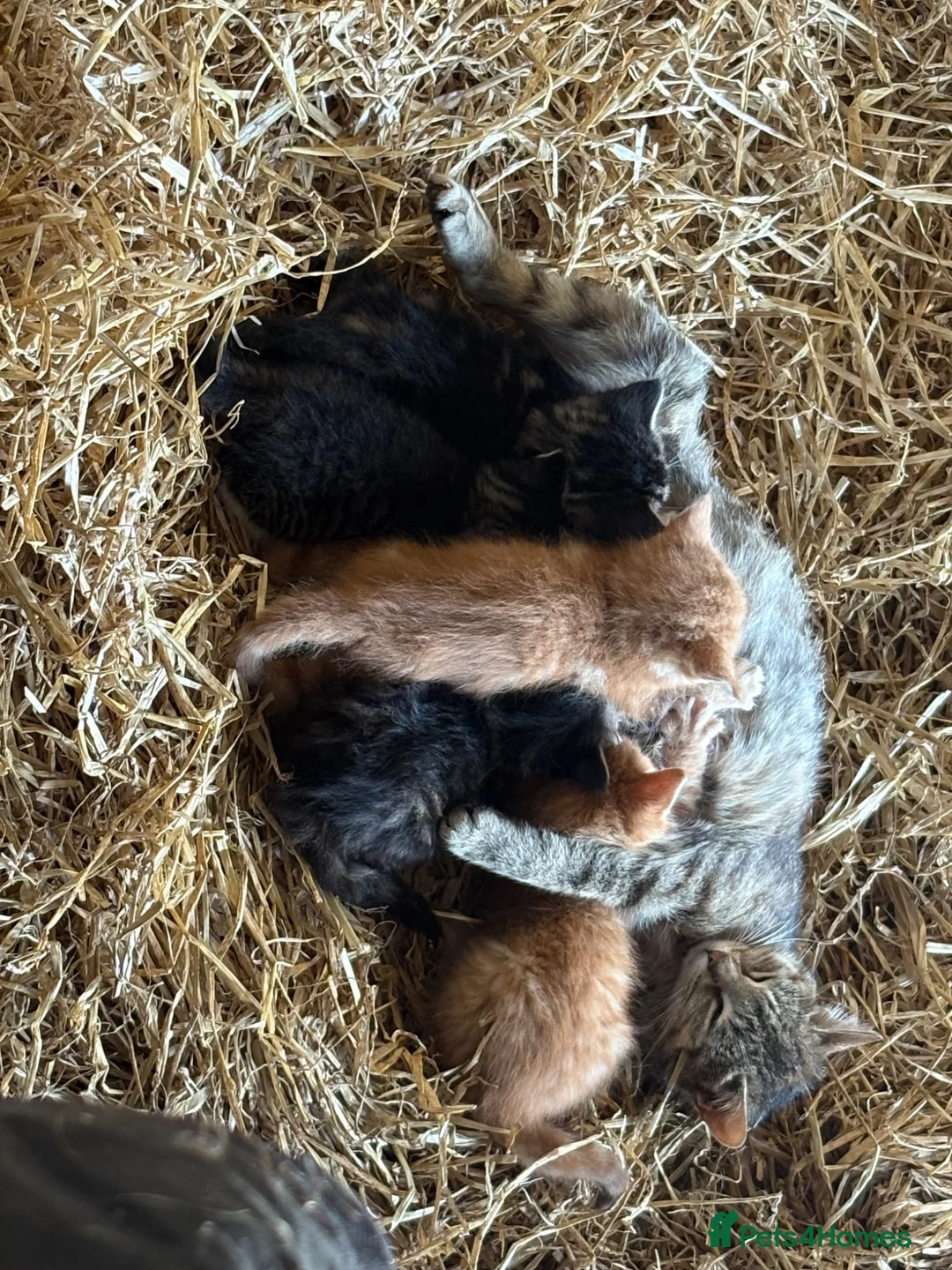 Mixed Breed cats for sale: Farm kittens looking for homes  - Advert 1